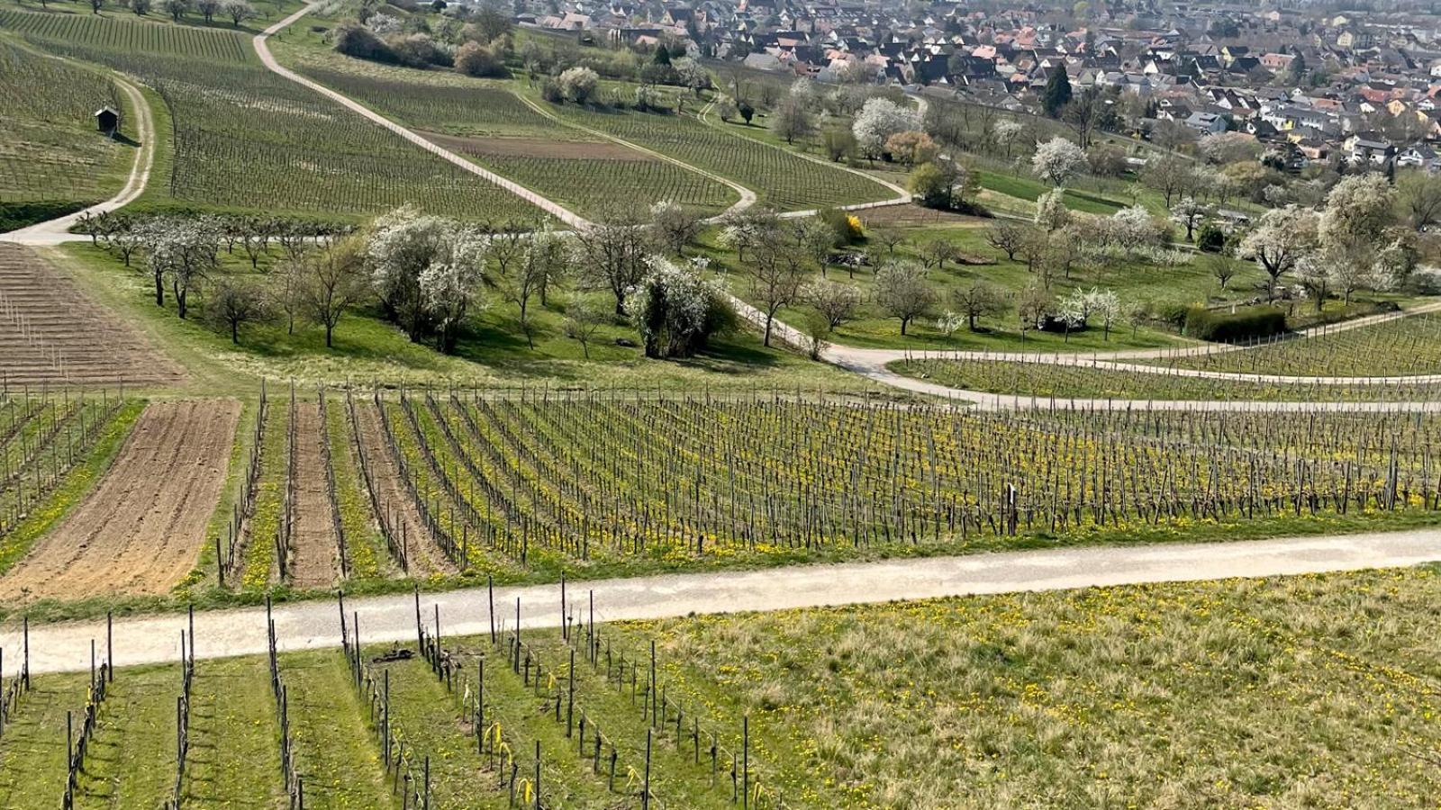 Landgasthof Rebstock Weil Am Rhein / Basel Exterior photo